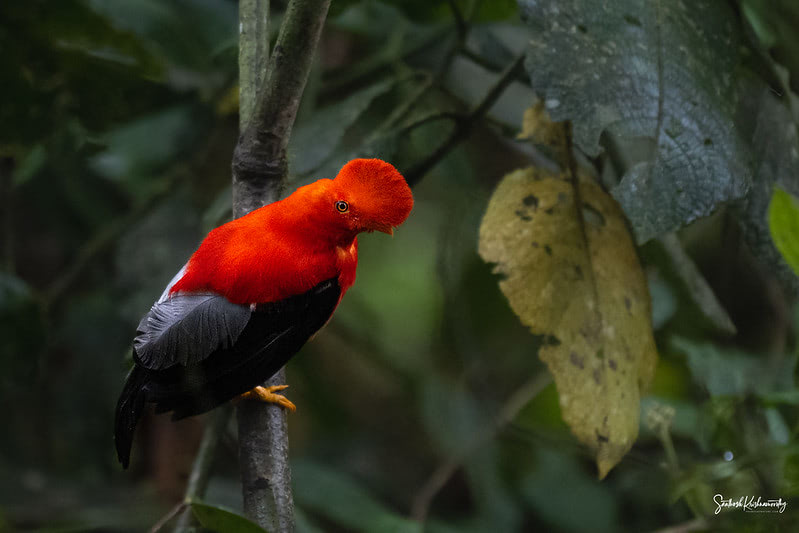 Andean cock-of-the-rock