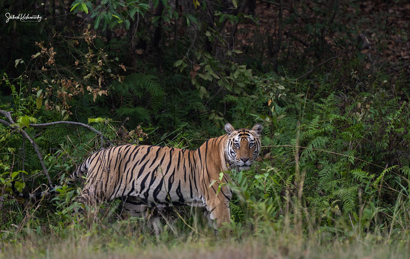 Bandhavgarh