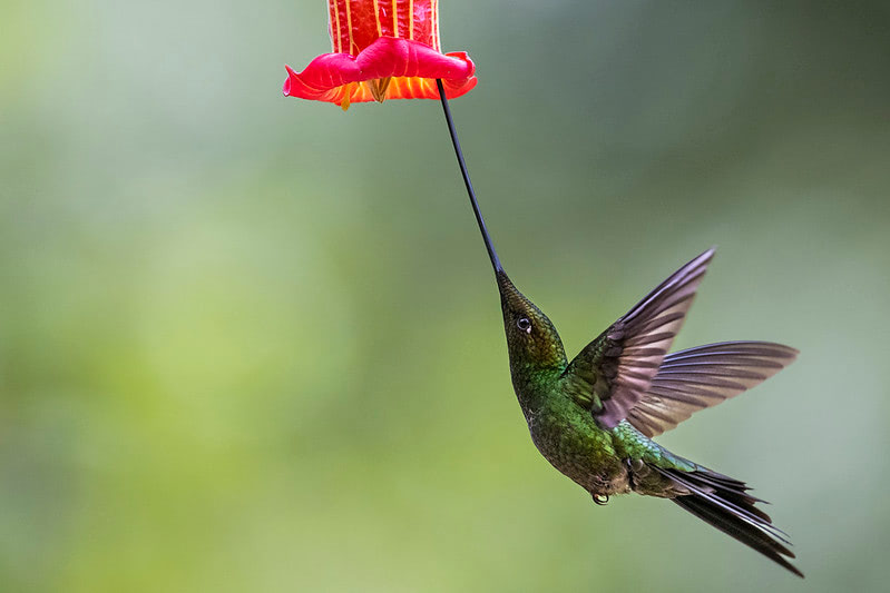 hummingbird