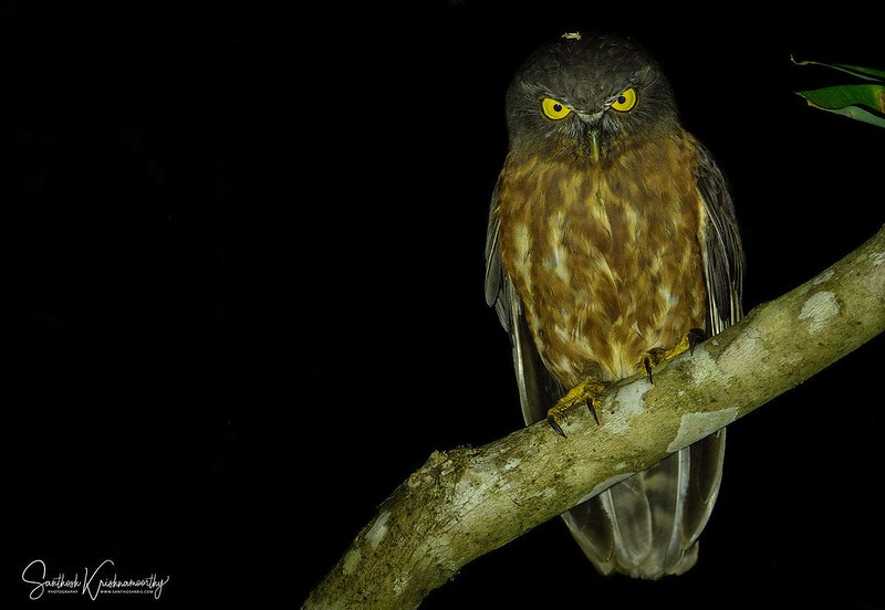 Owls of Andaman | FramesOfNature